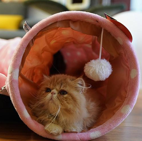 Rolling dragon cat litter cat tunnel cat sleeping bag rest toy pet cat litter pad