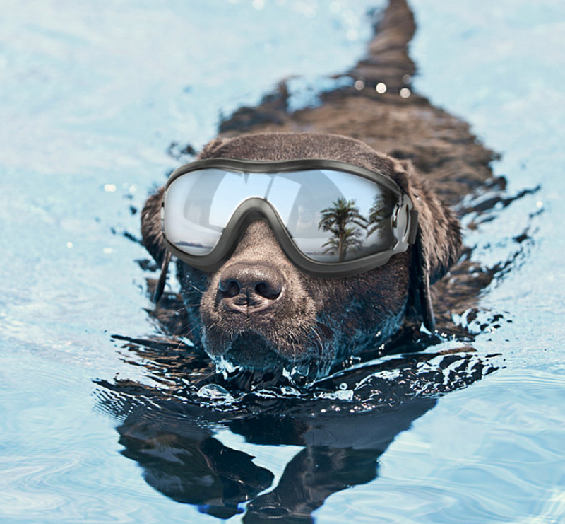 Stylish waterproof windproof sunscreen UV dog glasses